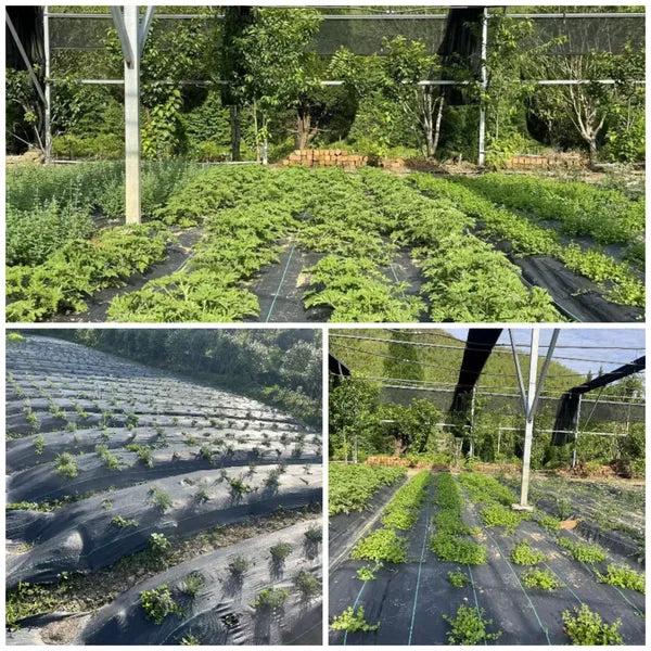 5oz Heavy Duty Woven Weed Barrier Landscape Fabric Ground Cover 3x50 3x100 Ft