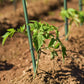 10 Pack 5FT Plant Stakes 60" Garden Support Poles Tomato Cucumber Climbing Vines