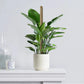 2 Pack 25.2in Bendable Coco Coir Moss Pole Monstera Pothos Plant Support Stakes